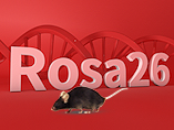 ROSA26: The ‘Safe Harbor’ Locus in the Mouse Genome