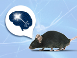 Parkinson’s Disease (PD) – Researching Genetic Factors with Animal Models