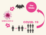 From Bats to Humans: How SARS-CoV-2 Jumped Across Species
