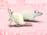 Applications of Rat Models in Alzheimer's Disease Discovery Research