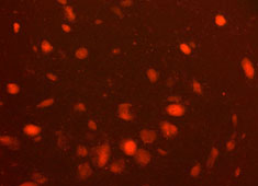 Strain C57BL/6 Mouse Neural Stem Cells with GFP MUAES-01201
