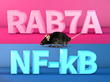 Novel Mouse Model for Researching RAB7A and NF-kB Activation