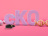 Conditional Knockout (cKO) Mice - Powerful Tool for Understanding Disease Mechanisms