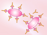 MyD88 Signaling Pathway & IL-33 Induced Immune Response