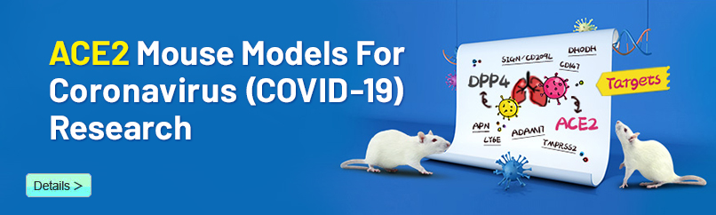 ACE2 Mouse Models For Coronavirus Research