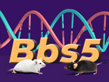 Bbs5 Mice and New Research Progress