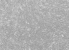 Dog Adipose-Derived Mesenchymal Stem Cells CAXMD-01001