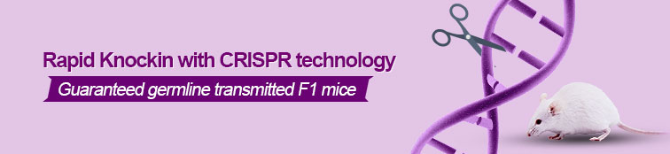 CRISPR/Cas9 Knockin Mouse Services