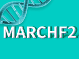 [Weekly Gene]—Will the MARCHF2 Gene be the Next Research Hotspot?