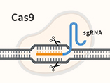 Application of CRISPR/Cas9 Gene Editing in CAR-T Cell Immunotherapy