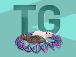 What Are Transgenic Rats