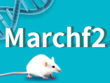 Marchf2 Knockout Mice and New Research Progress