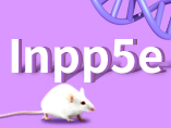 Inpp5e Knockout Mice and New Research Model Progress