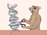 Using CRISPR to Develop Knockout Mouse Models for Research
