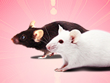How Are Humanized Mice Made?