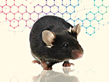 Uses of Humanized Mice in Tumor Immunotherapy Study