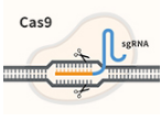 How to Validate Your CRISPR Knockout Cell Line?