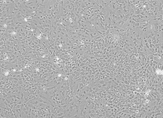 Fischer 344 (F344) Rat Astrocytes FCCAC-00001