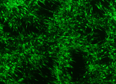 None Balb/c Mouse Mesenchymal Stem Cells with GFP MUCMX-01101