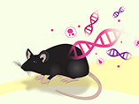How Knockout Mice are Developed with Traditional Gene Targeting