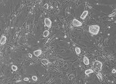 Strain C57BL/6 Mouse Embryonic Stem Cells MUBES-01001