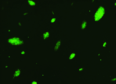 Strain C57BL/6 Mouse Embryonic Stem Cells with GFP MUBES-01101