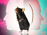 Making mice live longer, then humans