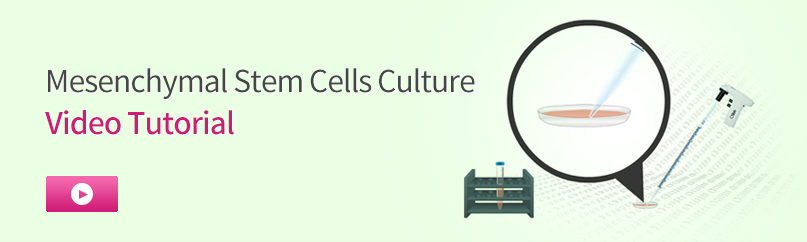 Mesenchymal Stem Cells Culture
