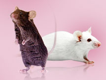 Piggybac Transgenic Mice