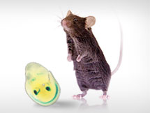 Piggybac Transgenic Mouse Embryos
