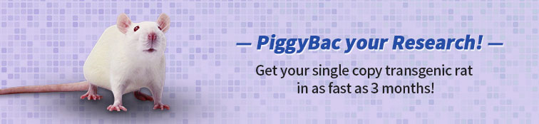 Piggybac Transgenic Rat Services