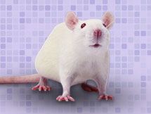 Piggybac Transgenic Rats