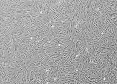 Fischer 344 (F344) Rat Mesenchymal Stem Cells RAFMX-01001