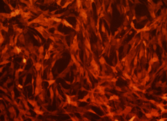 Fischer 344 (F344) Rat Mesenchymal Stem Cells with RFP RAFMX-01201