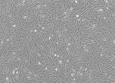 Sprague-Dawley (SD) Rat Adipose-Derived Mesenchymal Stem Cells RASMD-01001