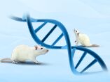 Conditional Rat Models for Human Disease Research