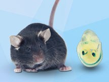 Transgenic Mouse Embryos