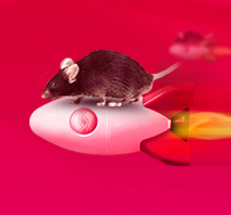 Get Your CKO Mice as Fast as 6 Months