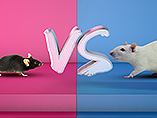 Comparing Mouse and Rat Models for Research