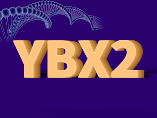 [Weekly Gene] The Secret of YBX2's Regulatory Mechanisms
