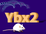 Ybx2 Mice and New Research Progress