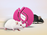White Paper: Gene Therapy Studies and Humanized Mouse Models of Genetic Diseases