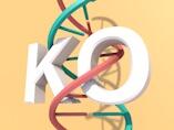 Knockout Mice - An Efficient Tool for Gene Function Research