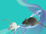 Genomically Humanized Mouse Models: Generation and Application in Biomedical Research