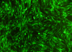 Strain C57BL/6 Mouse Adipose-Derived Mesenchymal Stem Cells with GFP MUBMD-01101