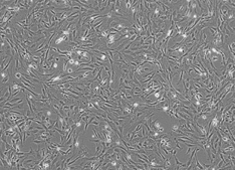 Strain ICR Mouse Embryonic Fibroblasts, Irradiated, 10-Vial Package (MEF) MUIEF-01002-10