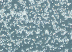 Fischer 344 (F344) Fetal Rat Cortex Neurons FCCFN-00001-2