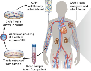 Efficacy and Safety Evaluation of CAR-T Cell Immunotherapy in the ...