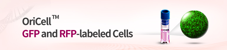 Fluorescent-Labeled Cells