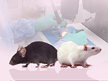 Rats - The Animal Model that is Revitalizing Medical Research